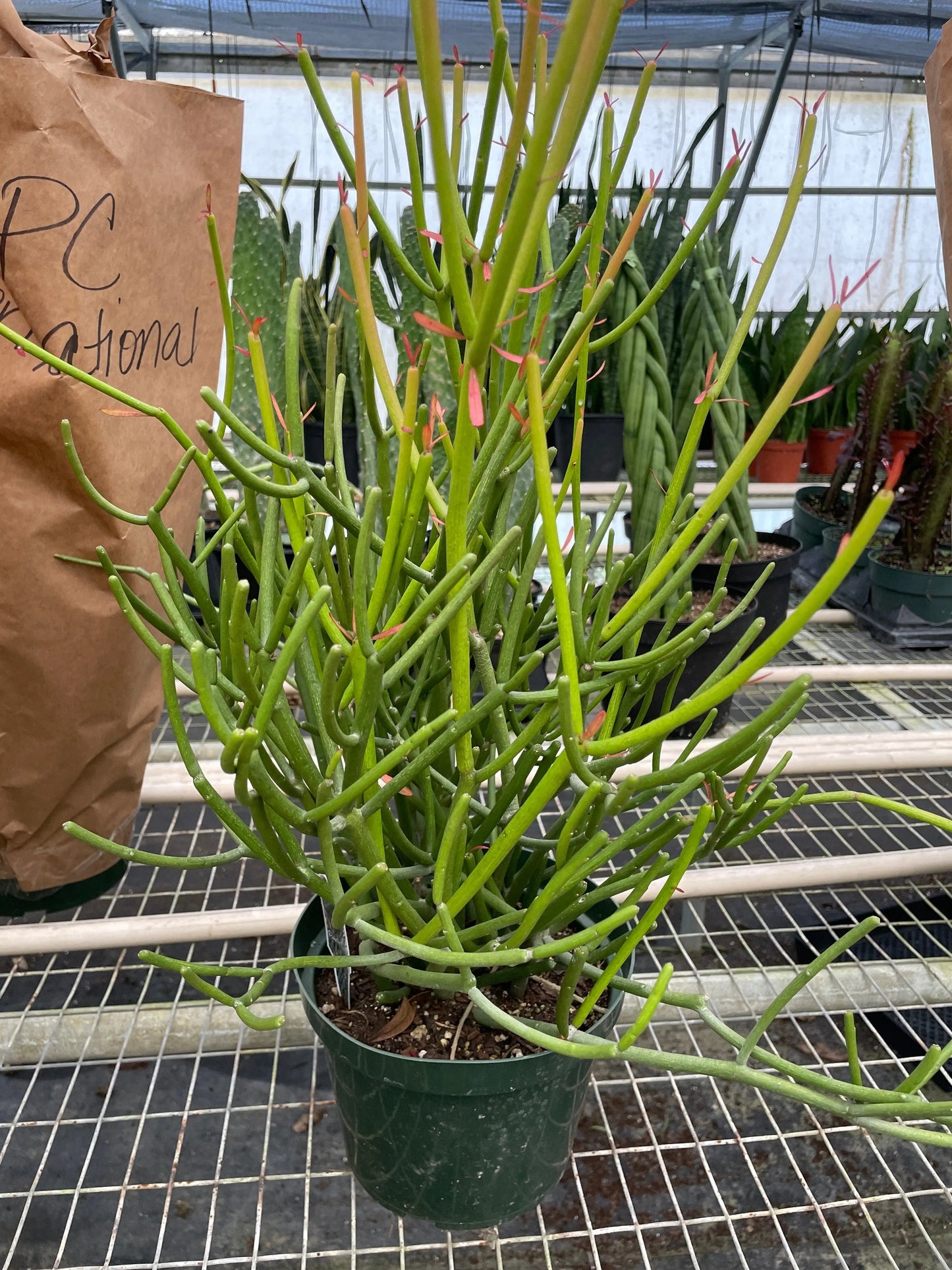 Euphorbia 'Pencil Cactus' House Plant Dropship Botani Haven