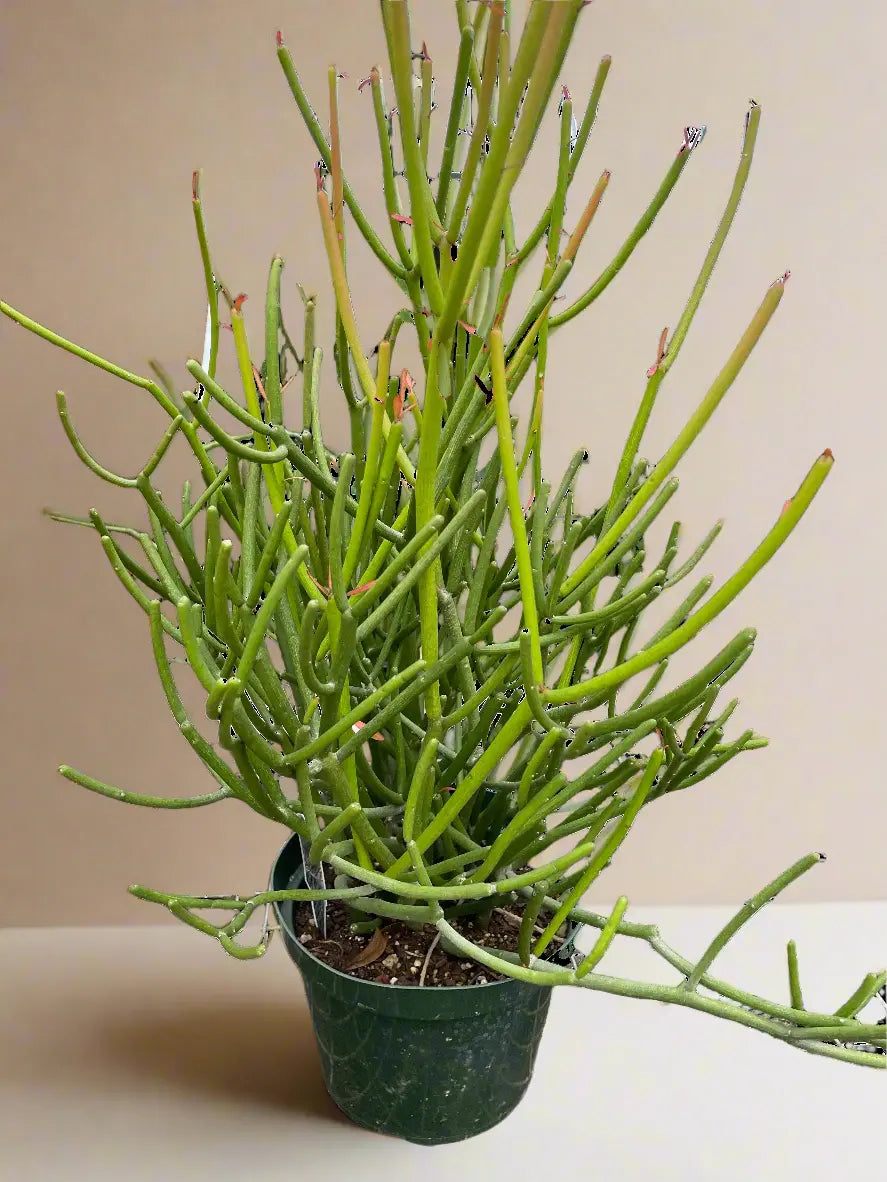Euphorbia 'Pencil Cactus' House Plant Dropship Botani Haven