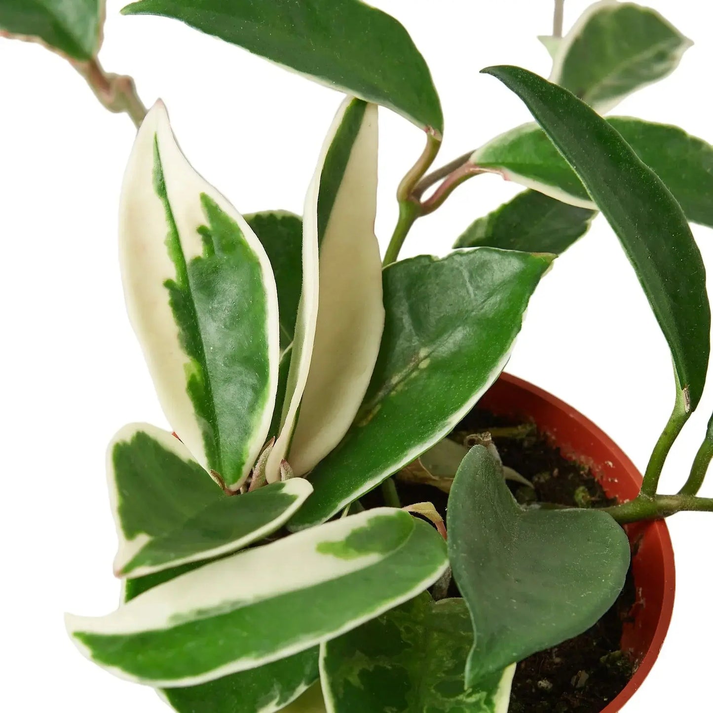 Hoya Carnosa 'Tricolor' House Plant Dropship Botani Haven