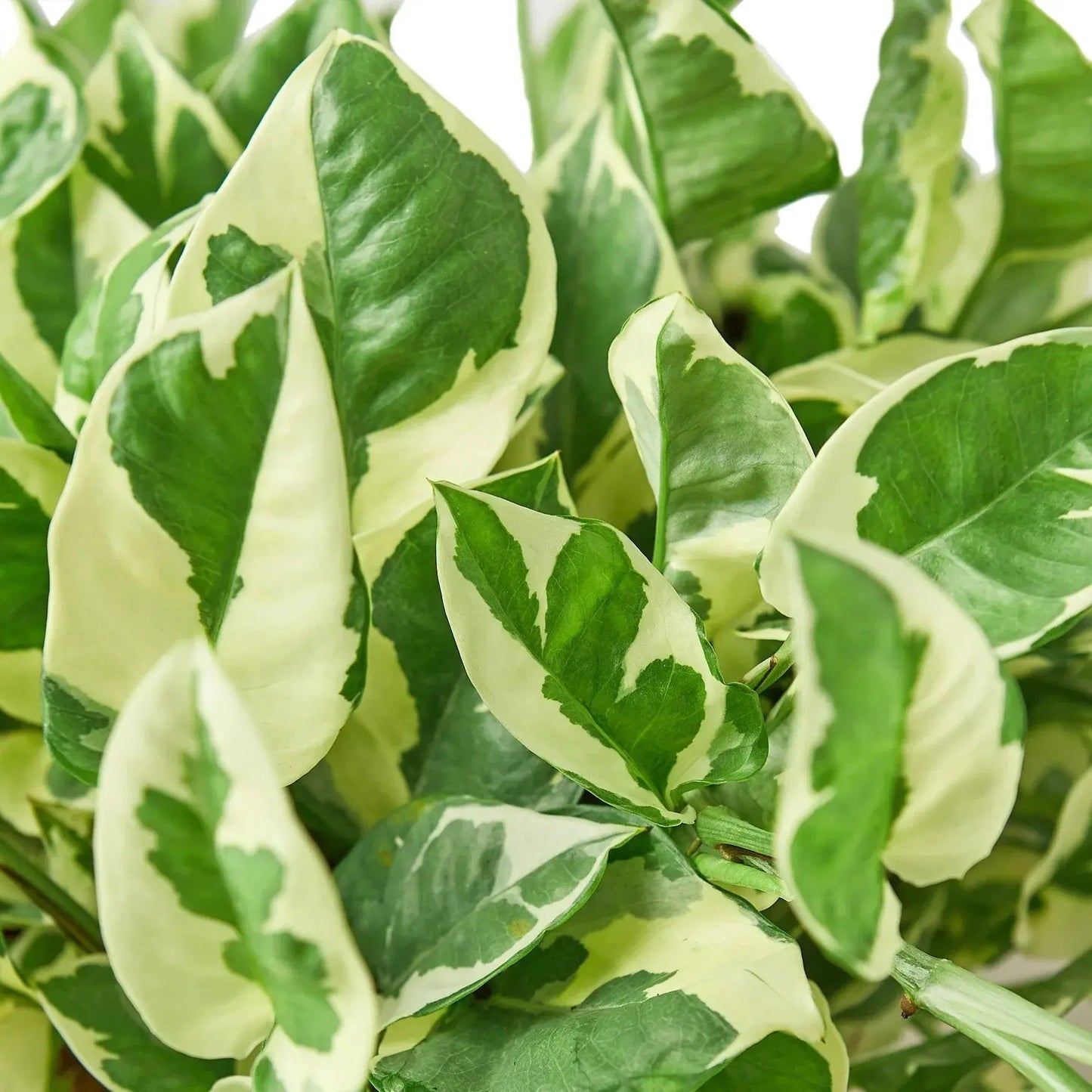 Pothos 'N'joy' House Plant Dropship Botani Haven