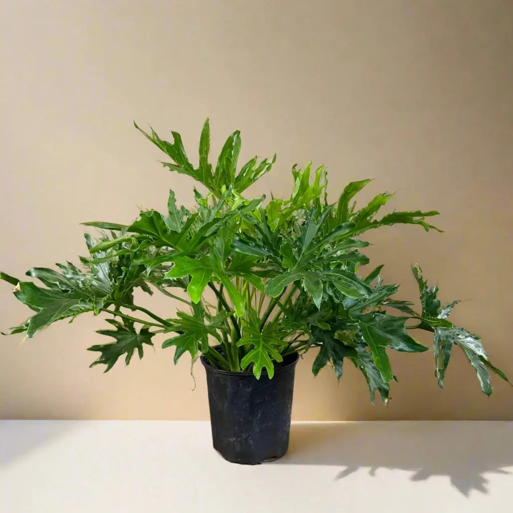 Philodendron ‘Lickety Split' House Plant Dropship Botani Haven