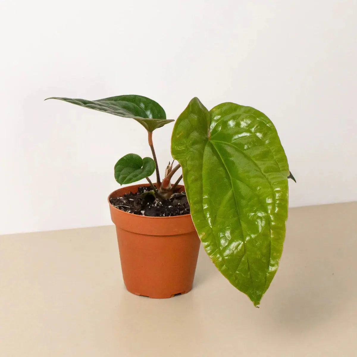 Anthurium 'Radicans x Luxurians' House Plant Dropship Botani Haven