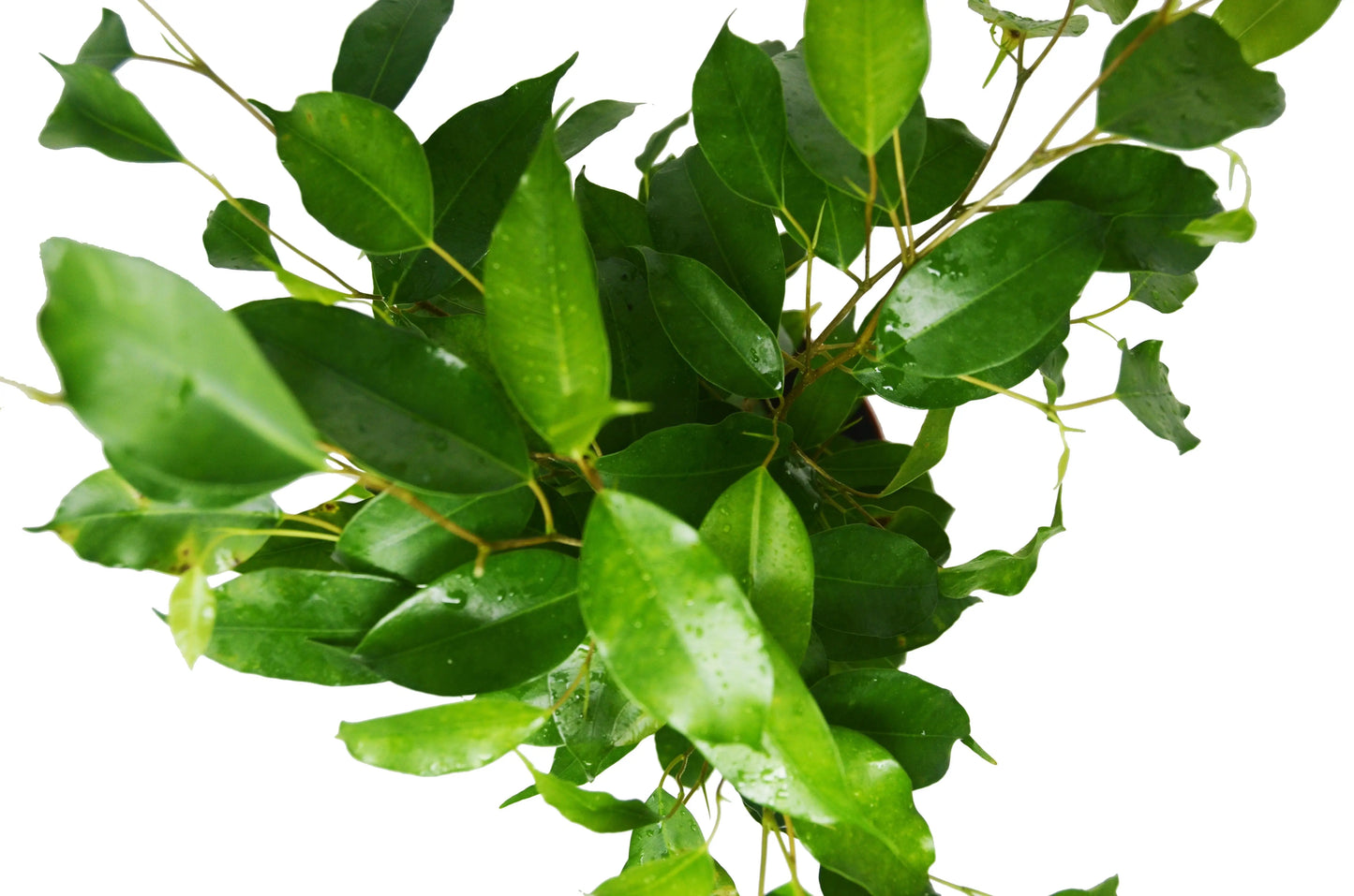 Ficus 'Benjamina' House Plant Dropship Botani Haven