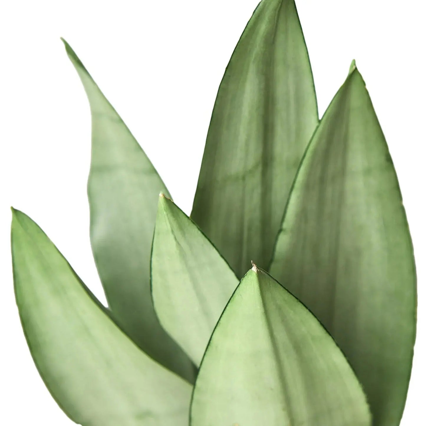 Snake Plant 'Moonshine' House Plant Dropship Botani Haven