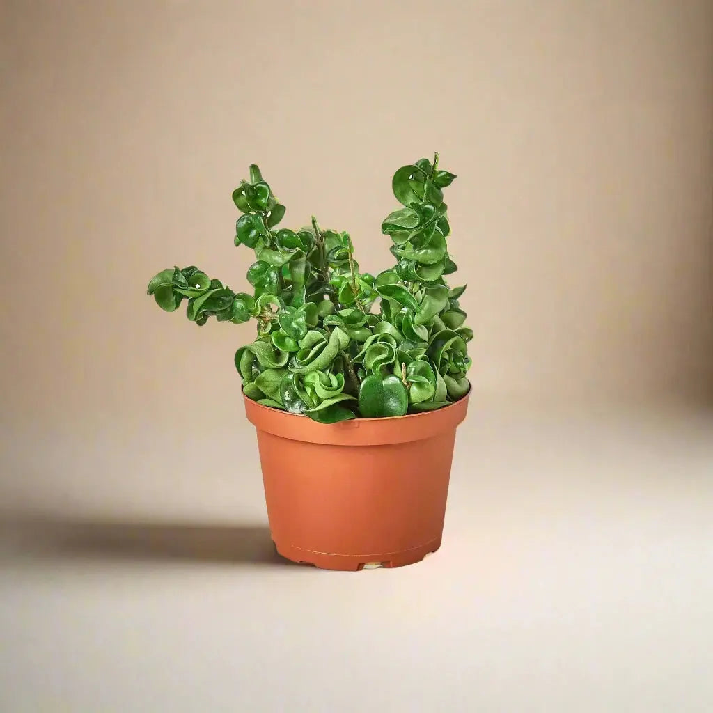 Hoya 'Rope Plant' House Plant Dropship Botani Haven