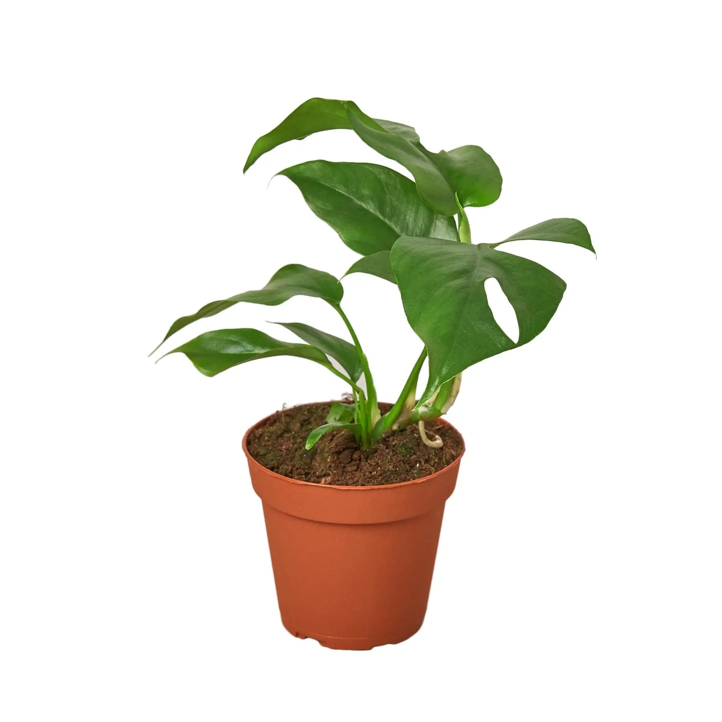 Philodendron 'Mini Monstera Minima' House Plant Dropship Botani Haven