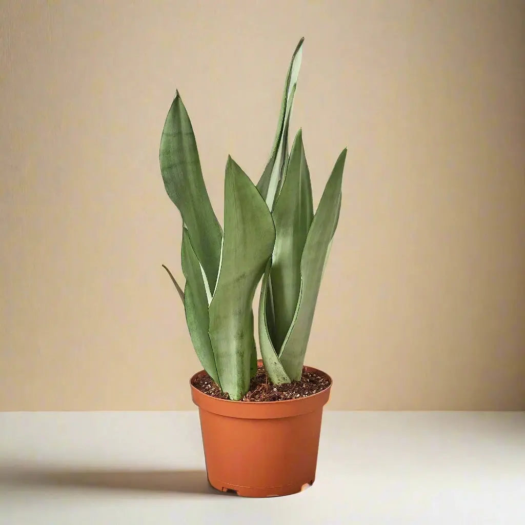 Snake Plant 'Moonshine' House Plant Dropship Botani Haven