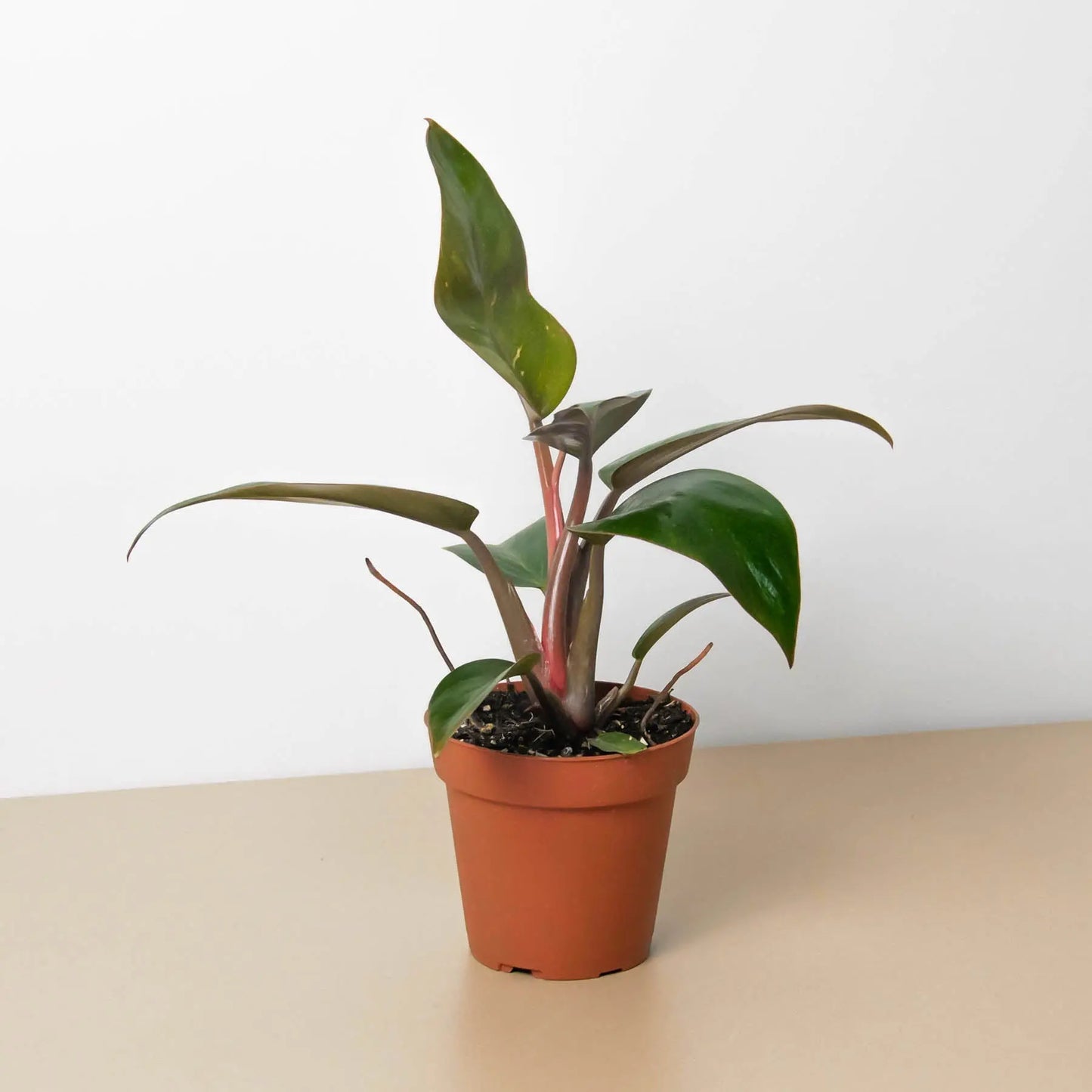 Philodendron 'Birkin Pink' House Plant Dropship Botani Haven
