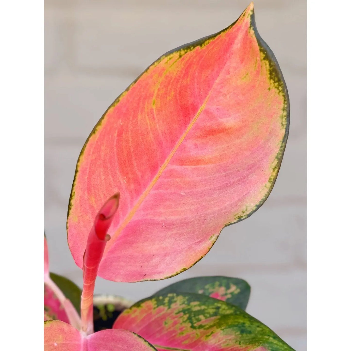 Chinese Evergreen 'Pink Pearl' House Plant Dropship Botani Haven