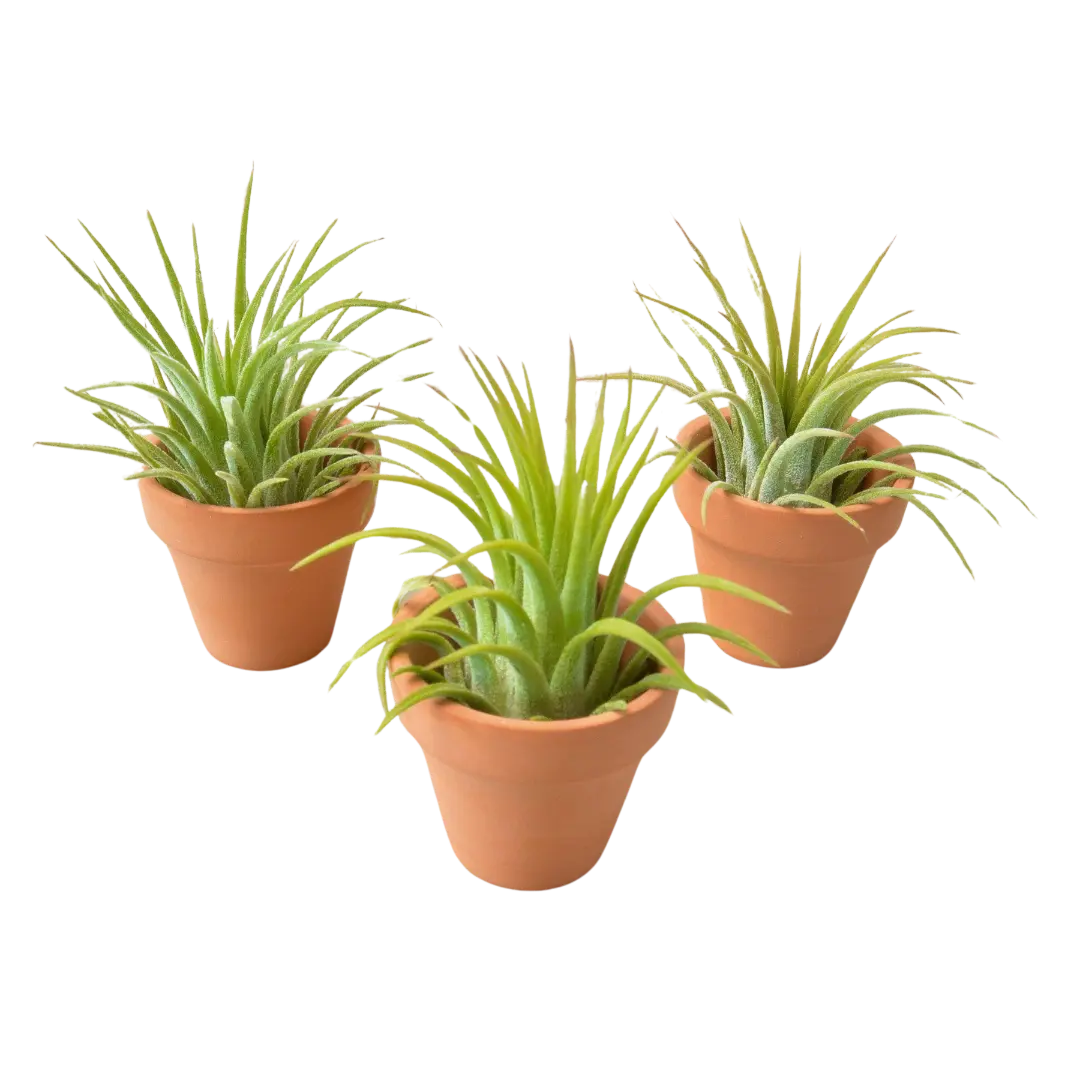 Ionantha Air Plants with Mini Terra Cotta Pots 3 Pack House Plant Dropship Botani Haven