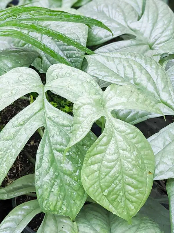 Amydrium 'Silver' House Plant Dropship Botani Haven