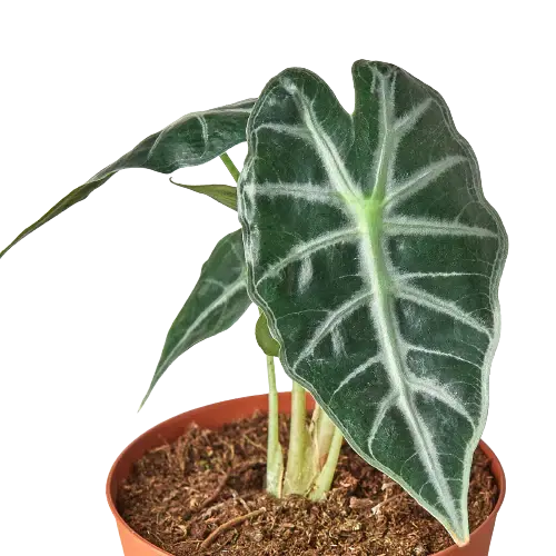 Alocasia Amazonica 'Bambino' House Plant Dropship Botani Haven