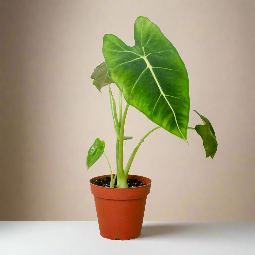 Alocasia Micholitziana 'Frydek' House Plant Dropship Botani Haven