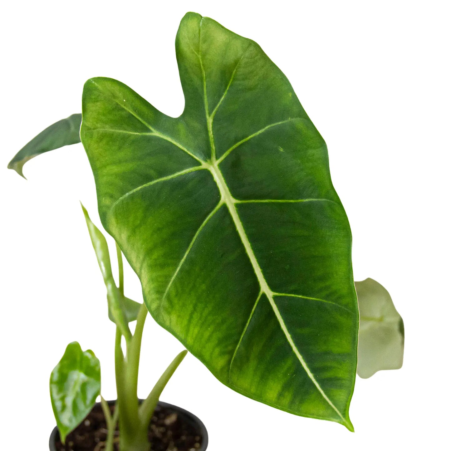 Alocasia Micholitziana 'Frydek' House Plant Dropship Botani Haven