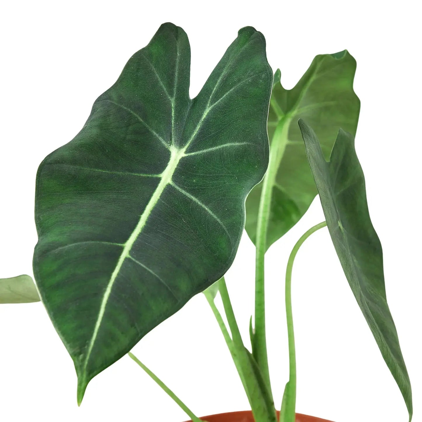 Alocasia Micholitziana 'Frydek' House Plant Dropship Botani Haven