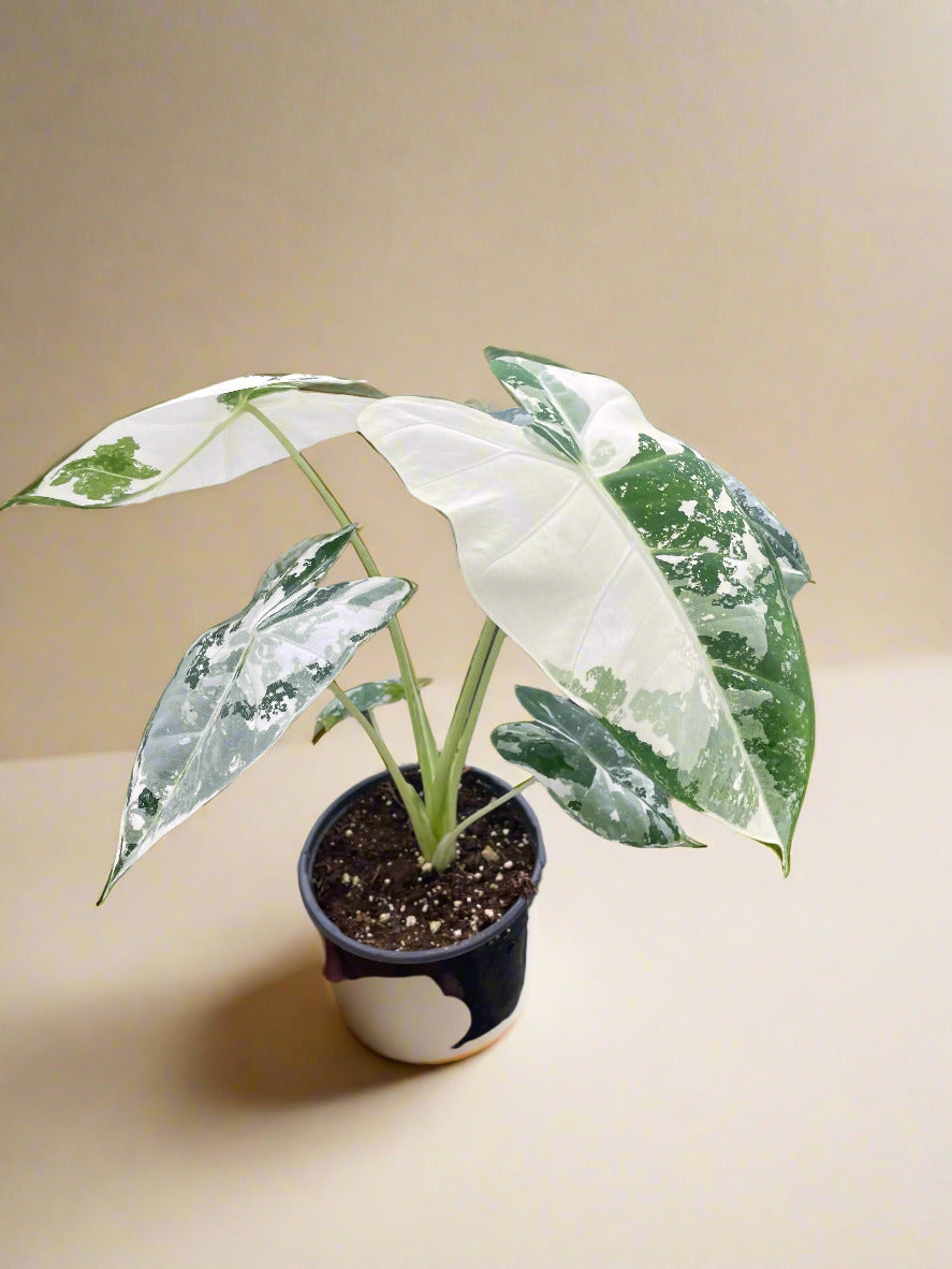 Alocasia Micholitziana 'Frydek' Variegated - 4" Pot House Plant Dropship Botani Haven
