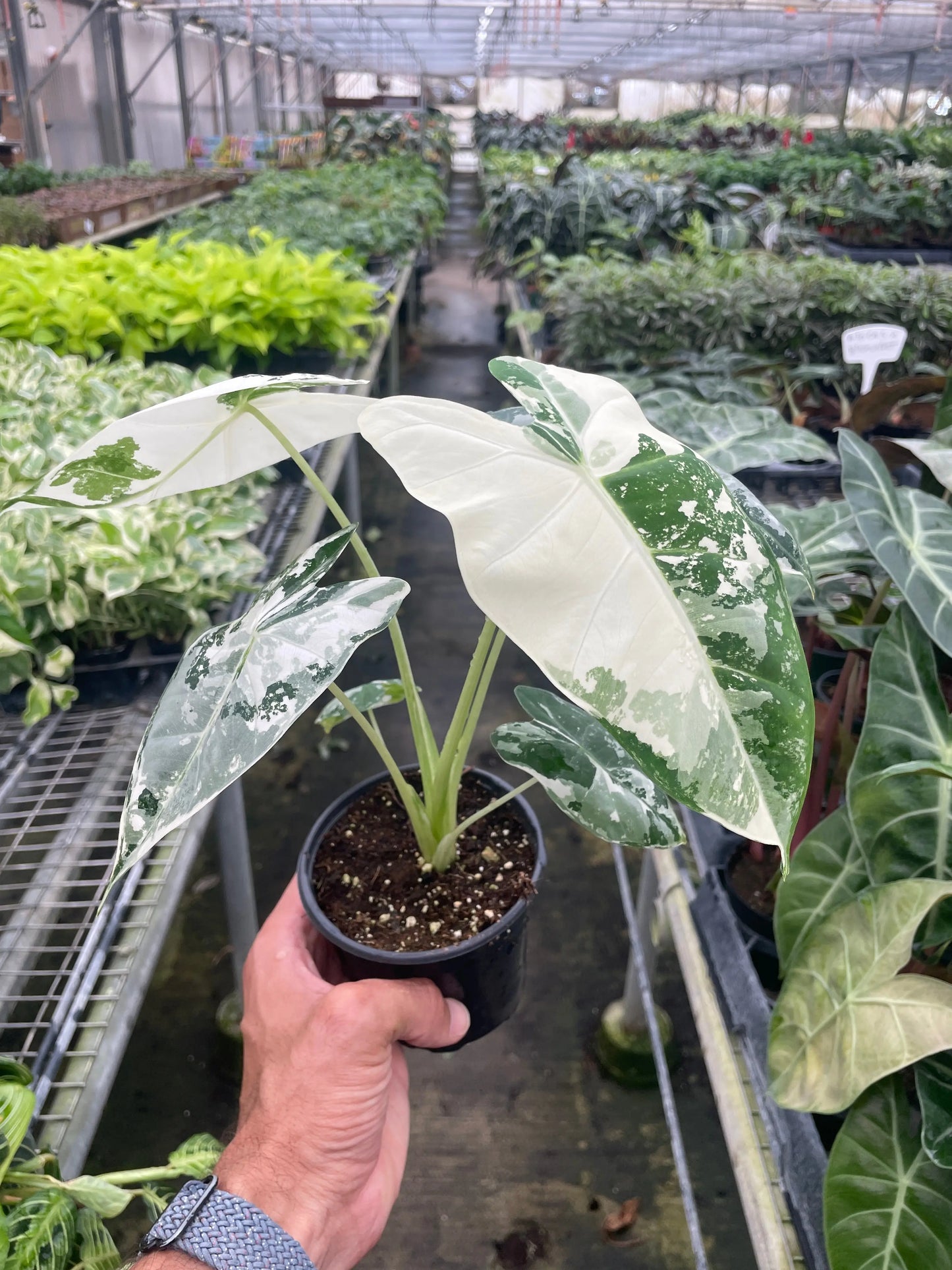 Alocasia Micholitziana 'Frydek' Variegated - 4" Pot House Plant Dropship Botani Haven