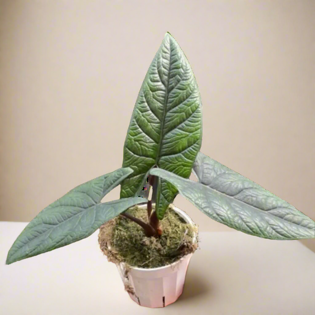 Alocasia 'Scalprum' House Plant Dropship Botani Haven