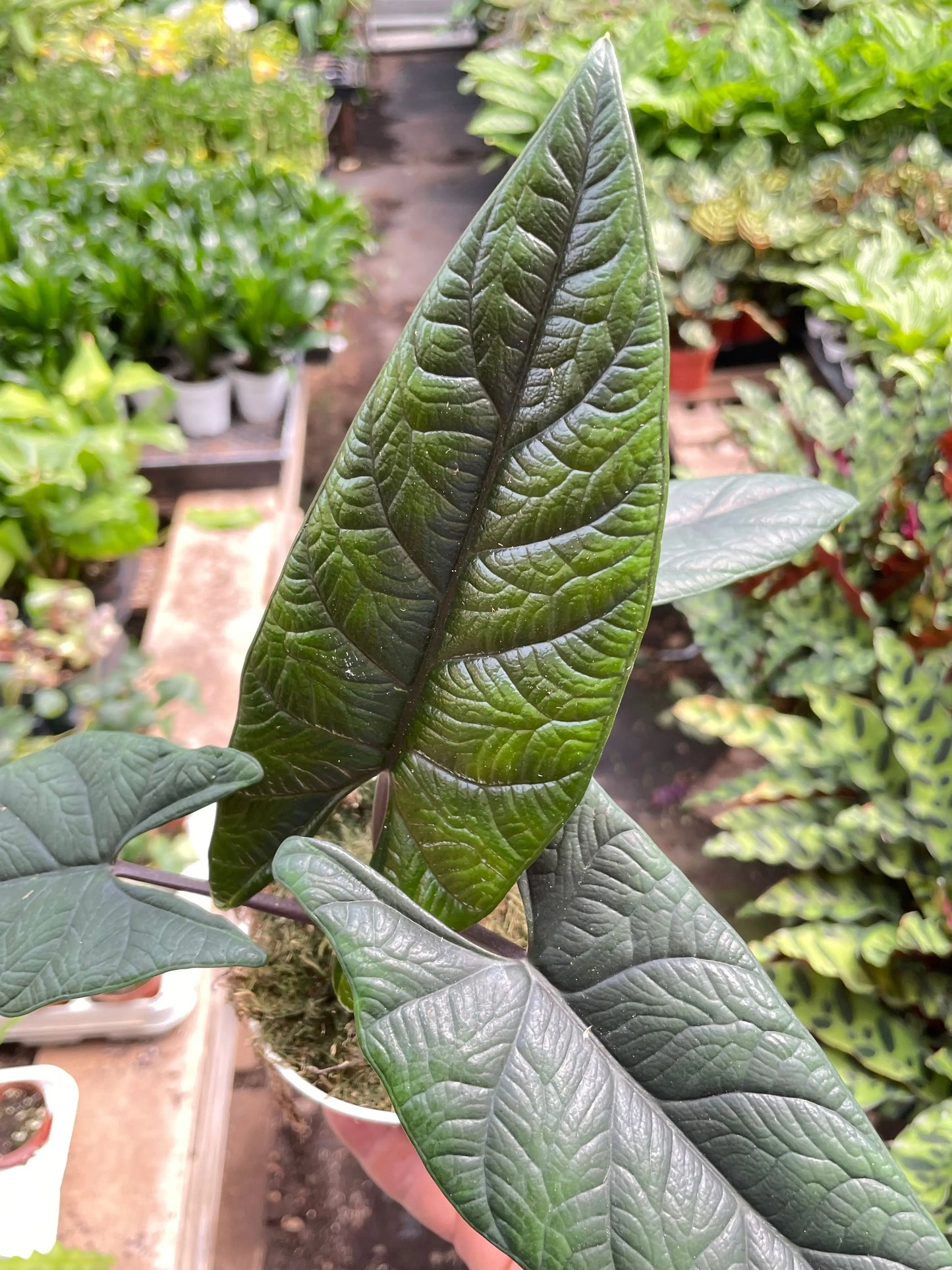 Alocasia 'Scalprum' House Plant Dropship Botani Haven