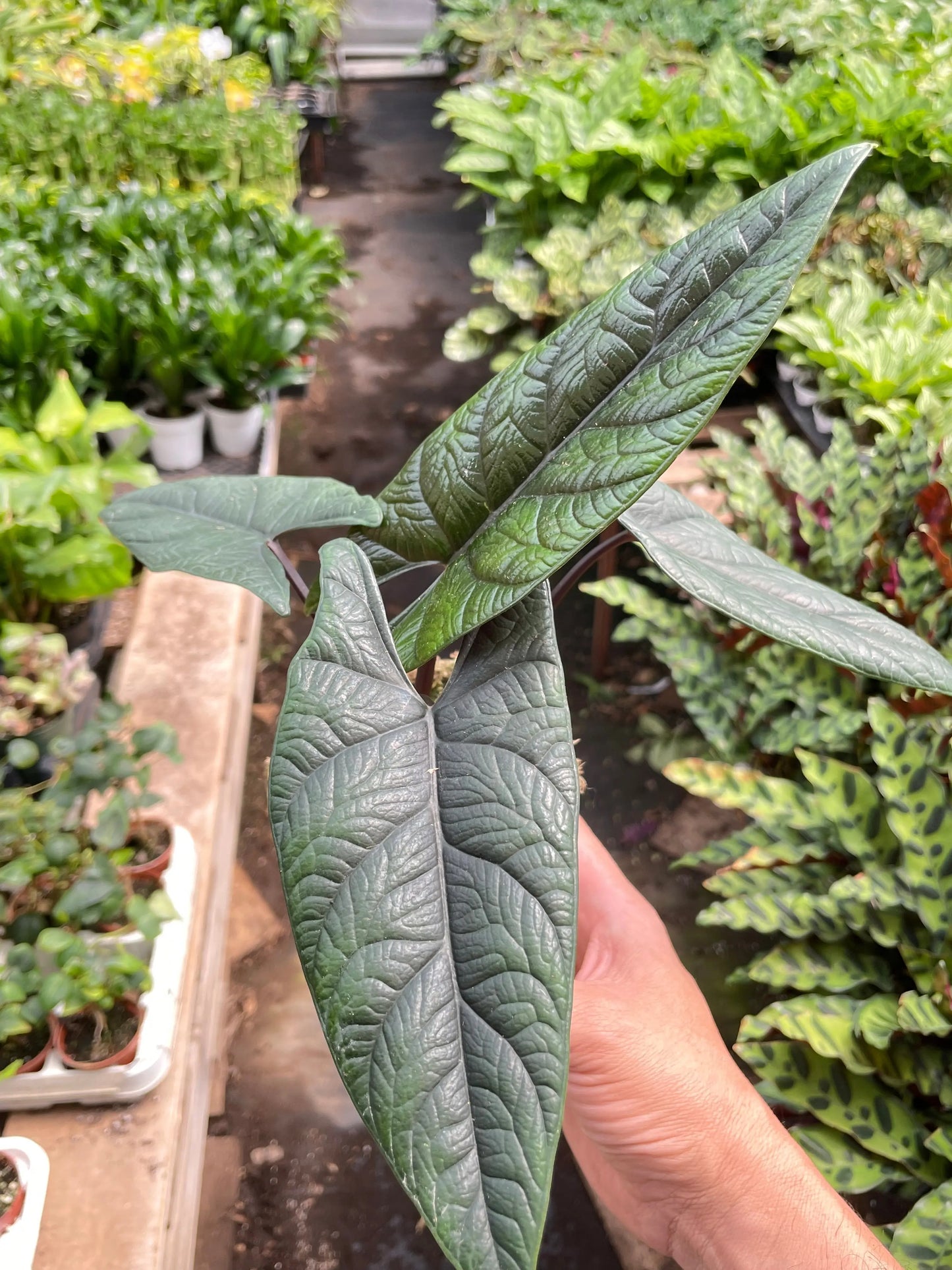 Alocasia 'Scalprum' House Plant Dropship Botani Haven