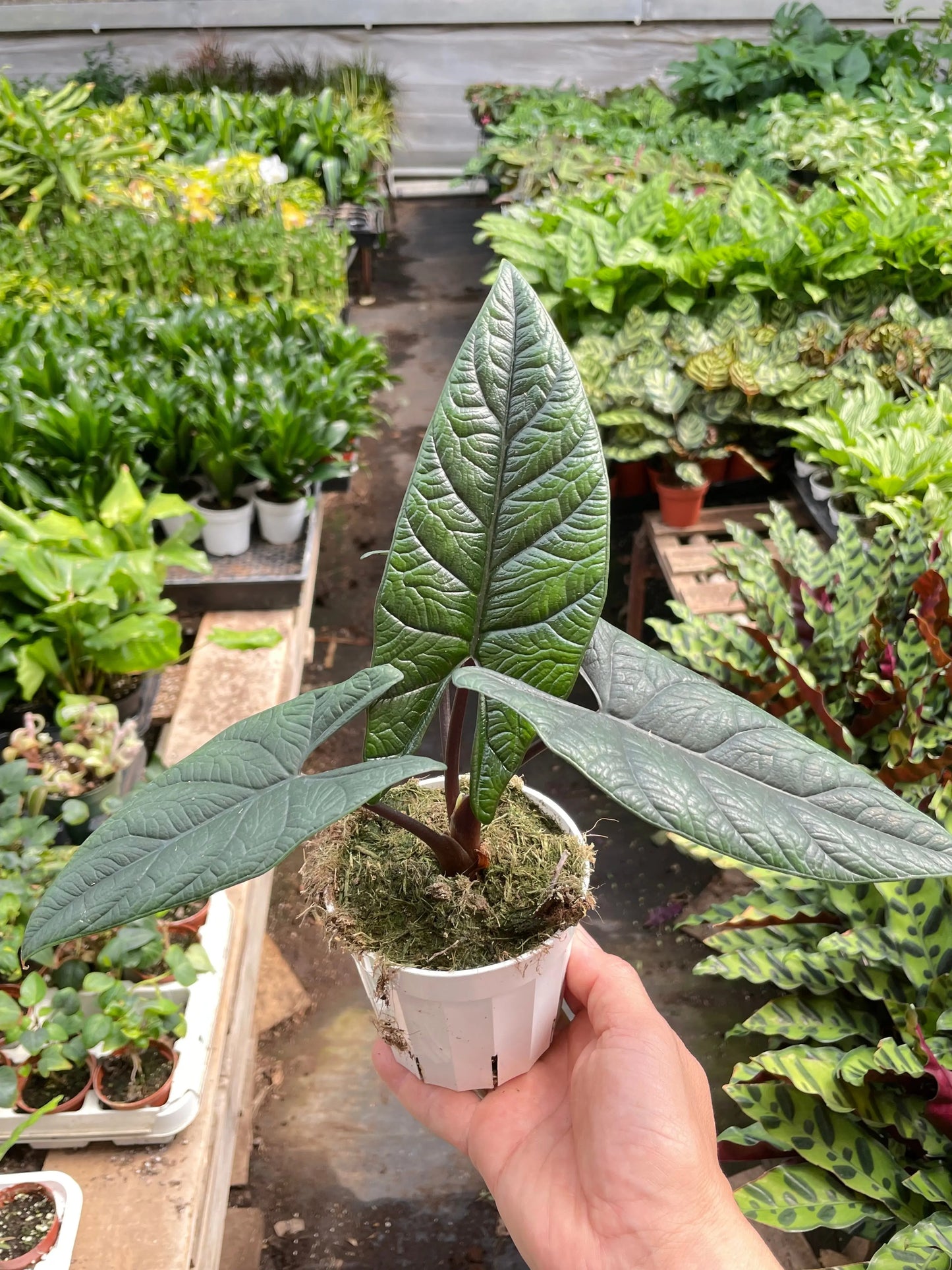 Alocasia 'Scalprum' House Plant Dropship Botani Haven