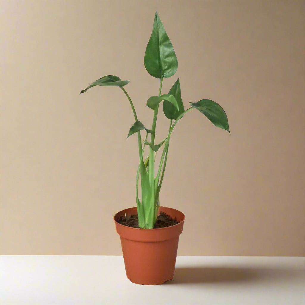 Alocasia 'Tiny Dancer' - 4" Pot House Plant Dropship Botani Haven