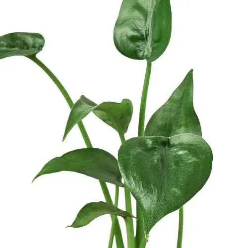 Alocasia 'Tiny Dancer' - 4" Pot House Plant Dropship Botani Haven