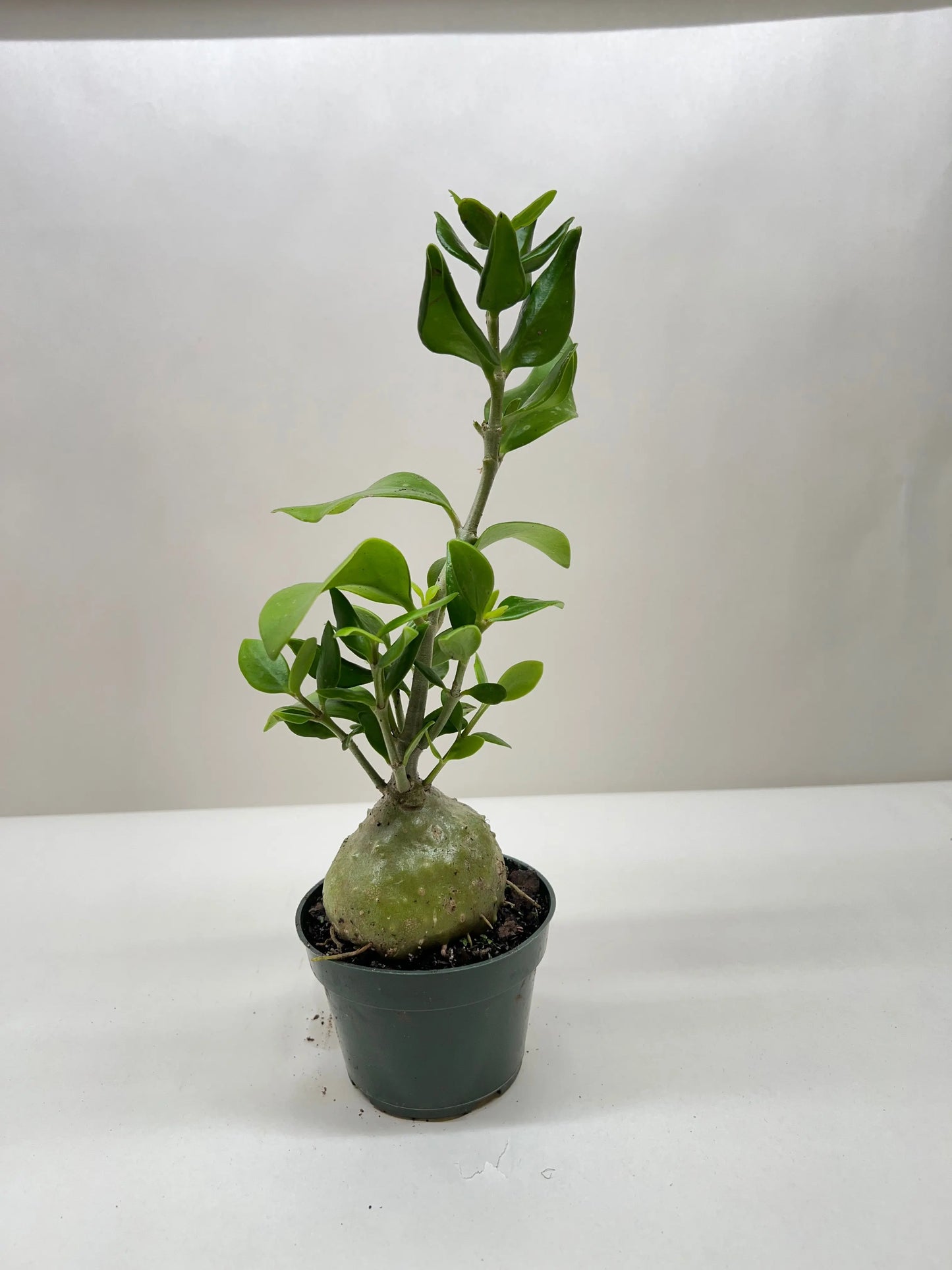 Ant Plant House Plant Dropship Botani Haven