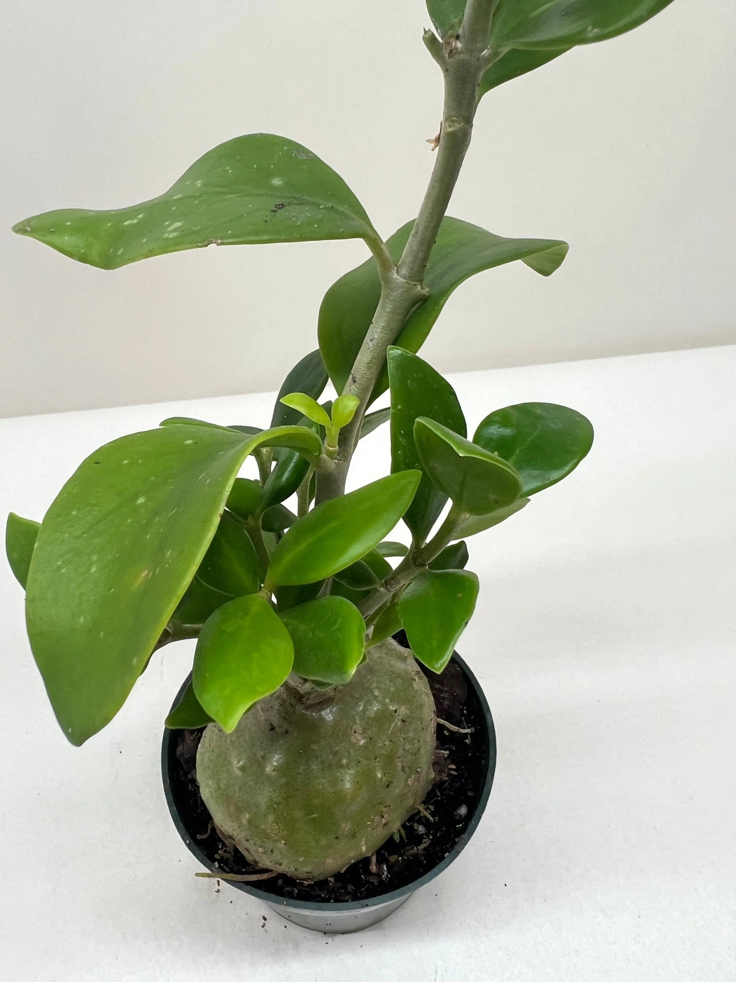 Ant Plant House Plant Dropship Botani Haven