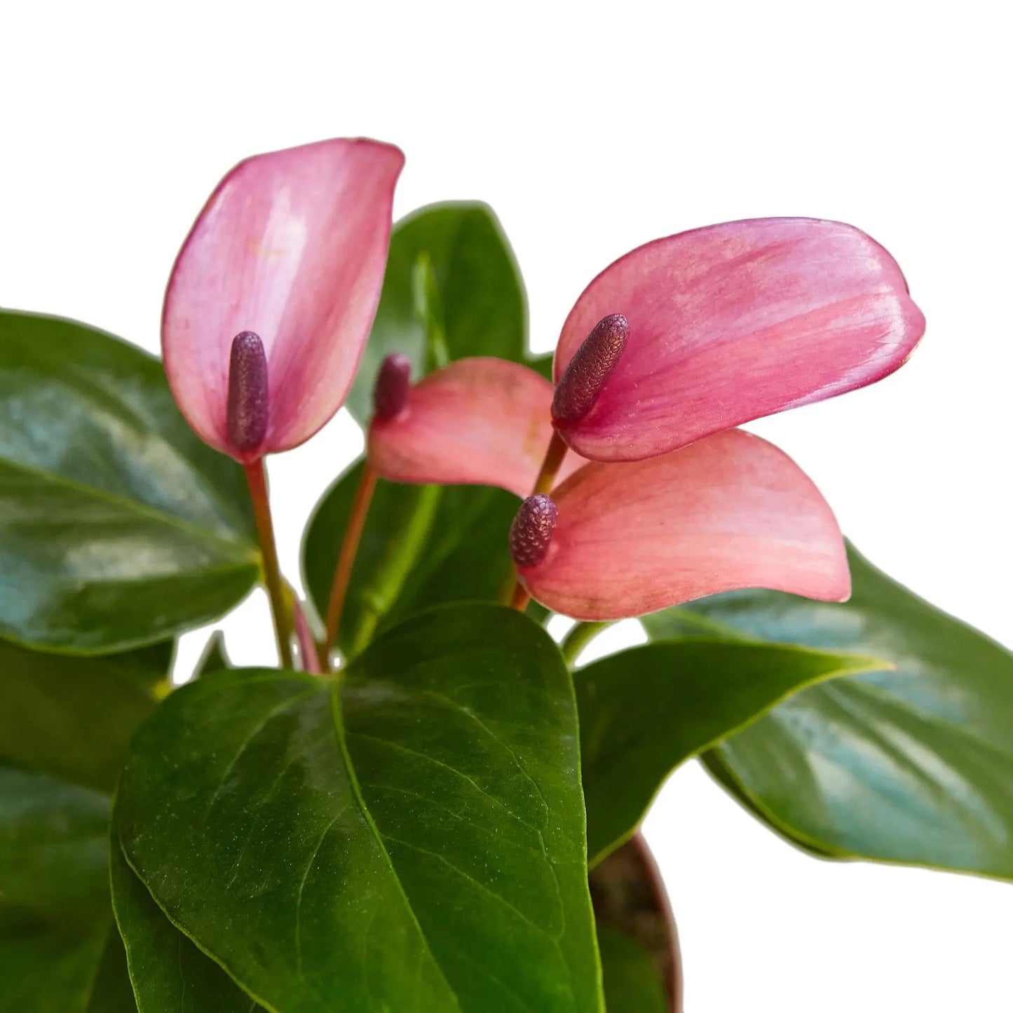 Anthurium 'Purple' House Plant Dropship Botani Haven
