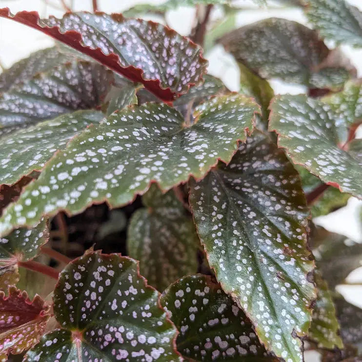 Begonia 'Corallina' House Plant Dropship Botani Haven