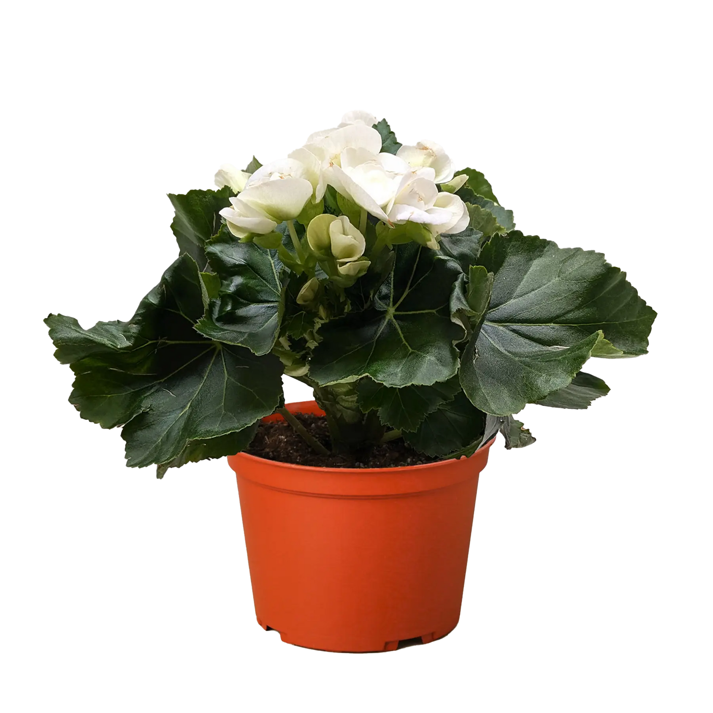 Begonia 'Reiger' House Plant Dropship Botani Haven