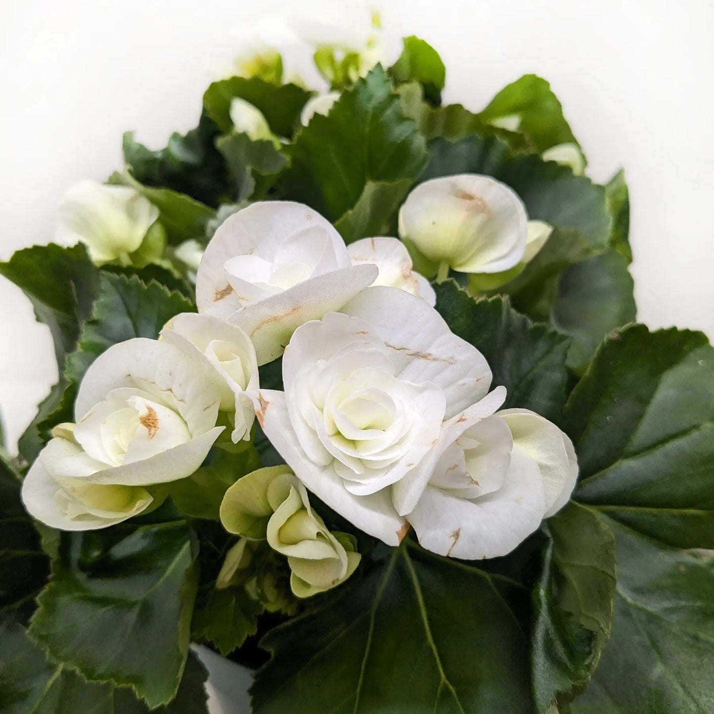 Begonia 'Reiger' House Plant Dropship Botani Haven
