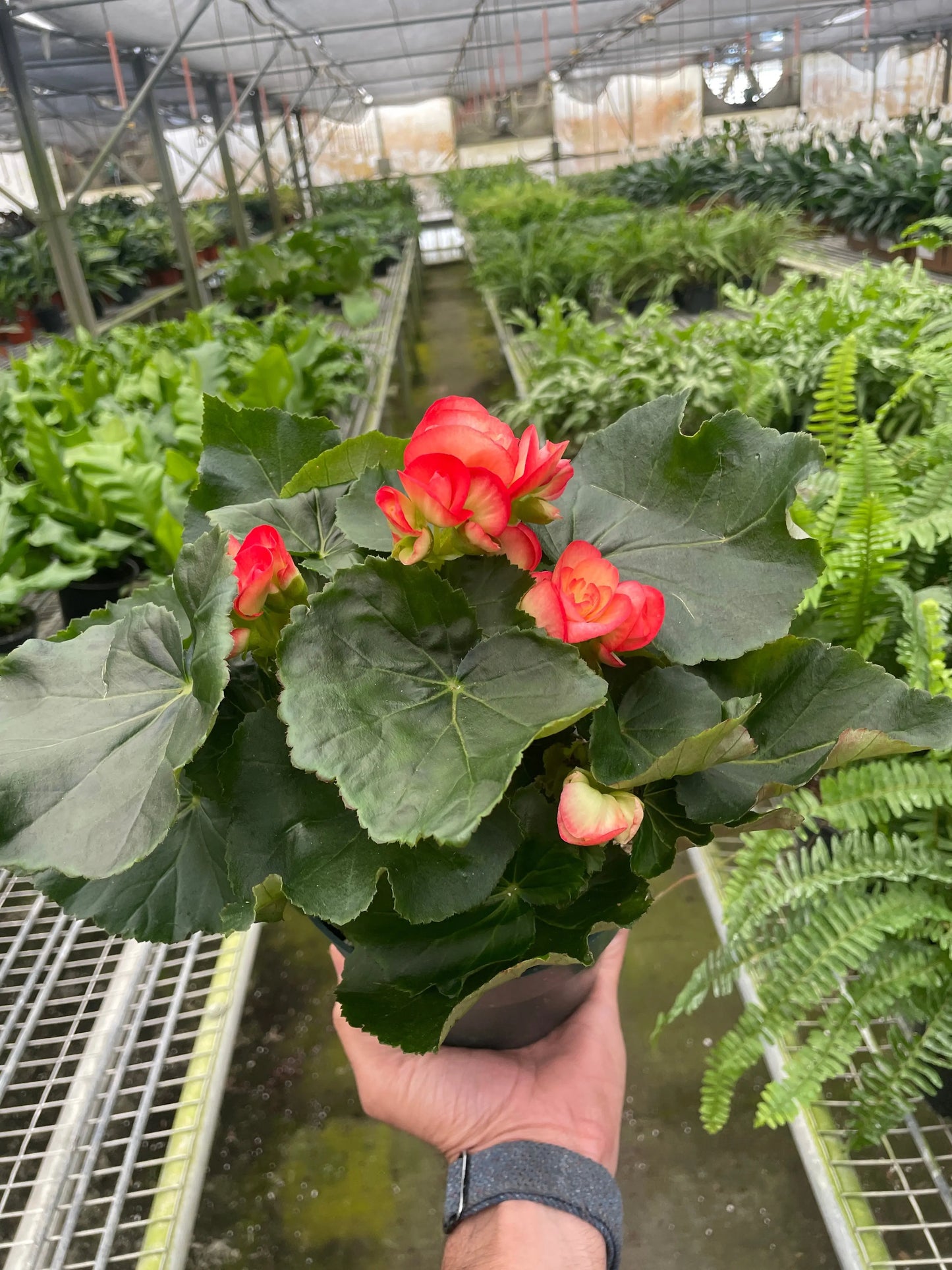 Begonia 'Reiger' House Plant Dropship Botani Haven