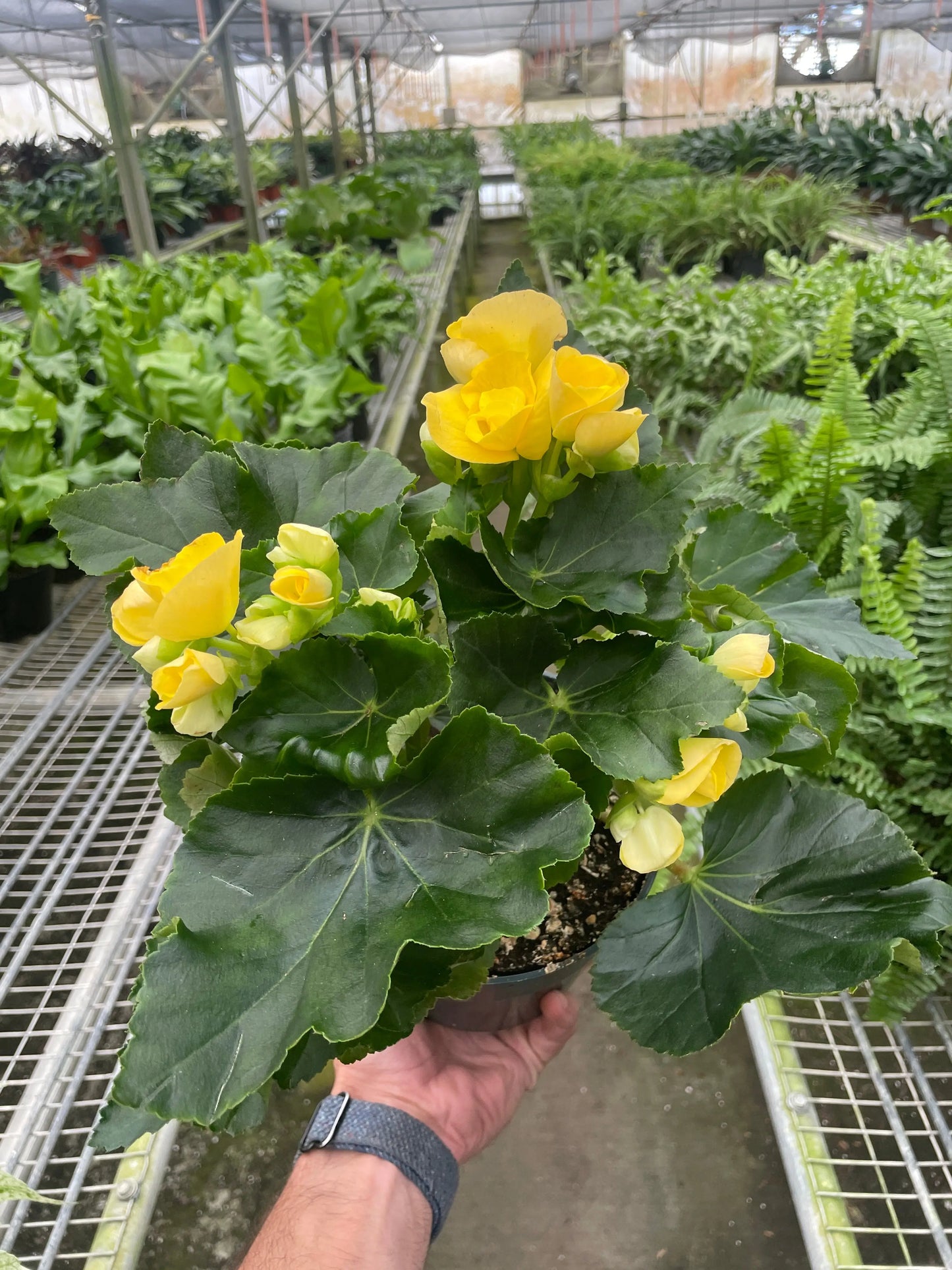 Begonia 'Reiger' House Plant Dropship Botani Haven