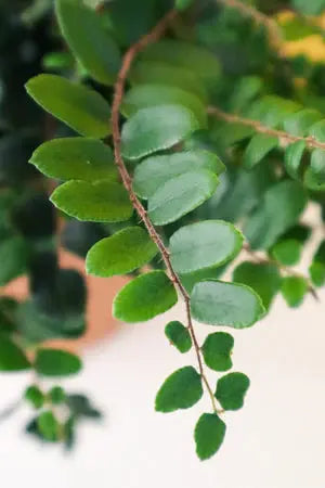 Fern 'Button' House Plant Dropship Botani Haven