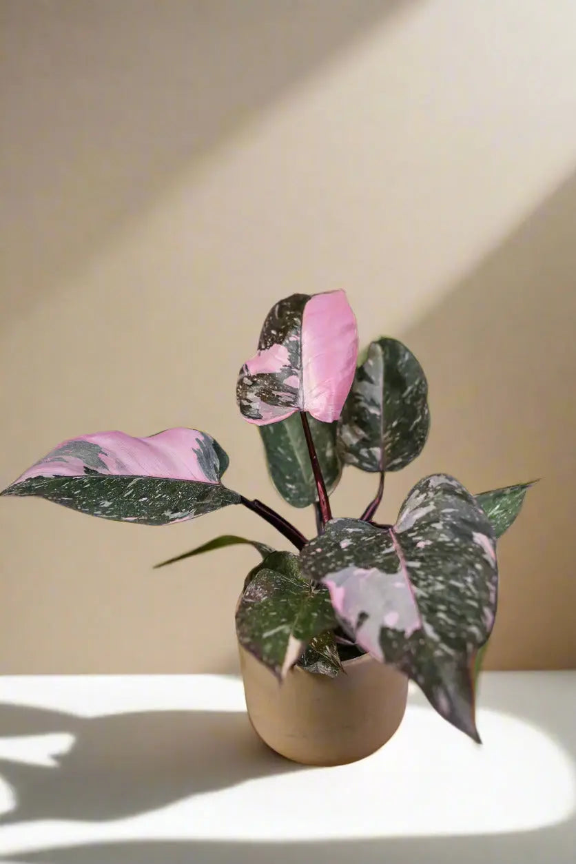 Philodendron 'Marble Pink Princess' House Plant Dropship Botani Haven