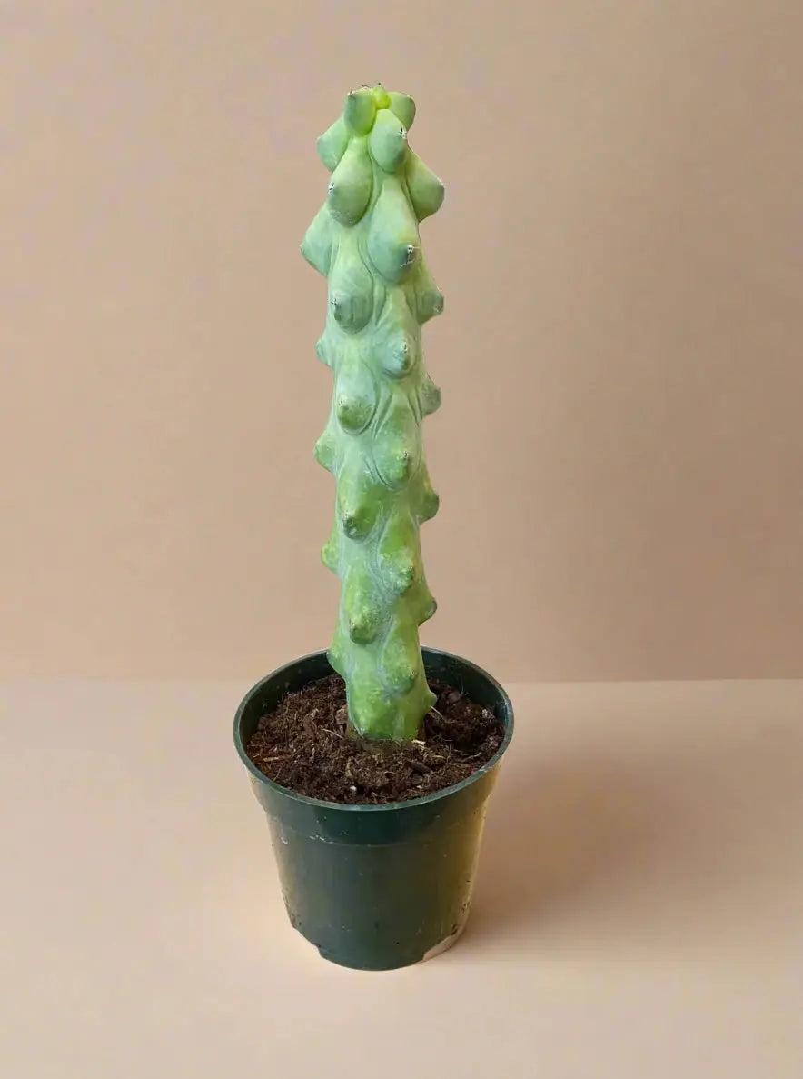 Cactus 'Boobie' House Plant Dropship Botani Haven