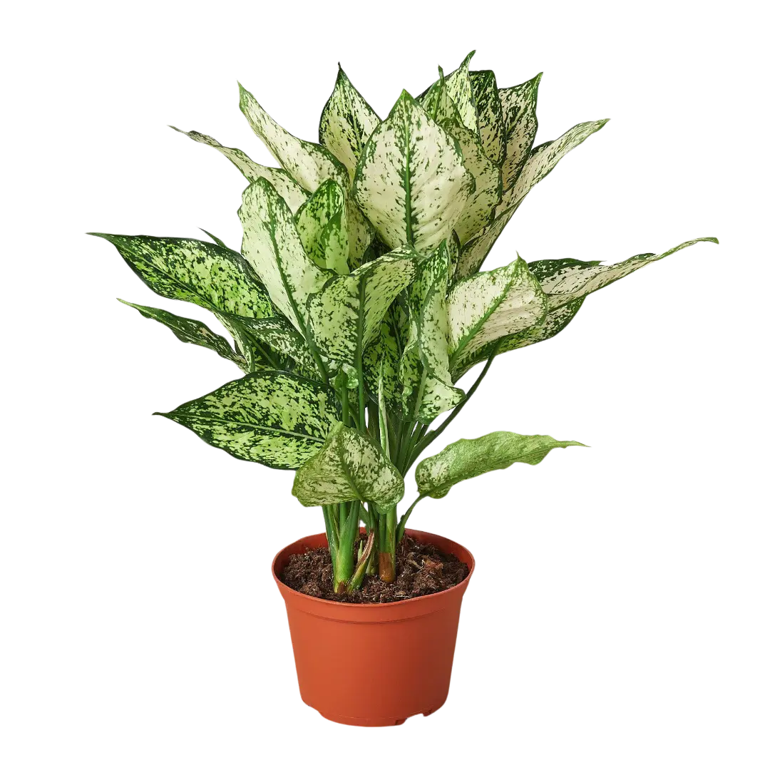Chinese Evergreen 'First Diamond' House Plant Dropship Botani Haven