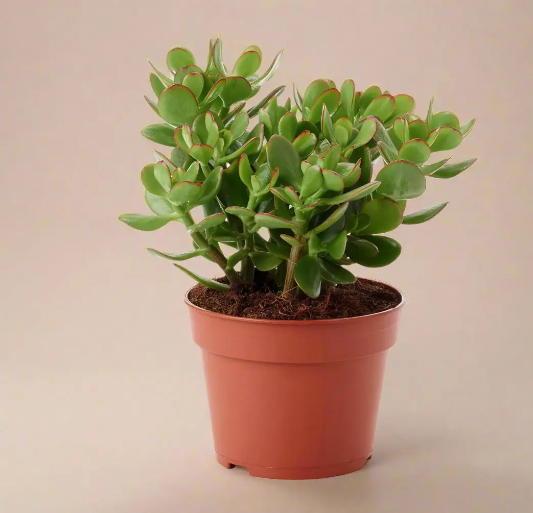 Succulent Crassula 'Jade' House Plant Dropship Botani Haven