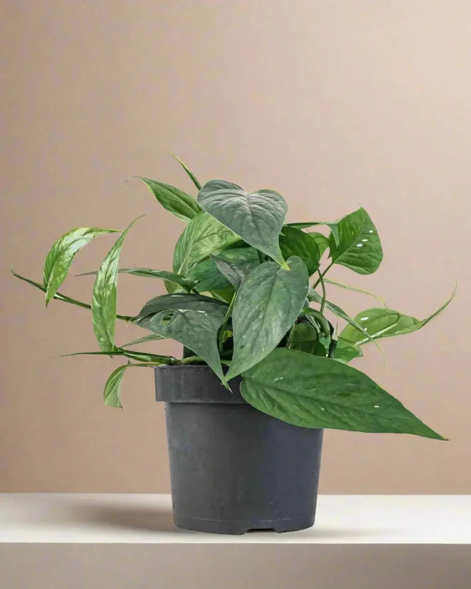 Pothos 'Skeleton Key' House Plant Dropship Botani Haven