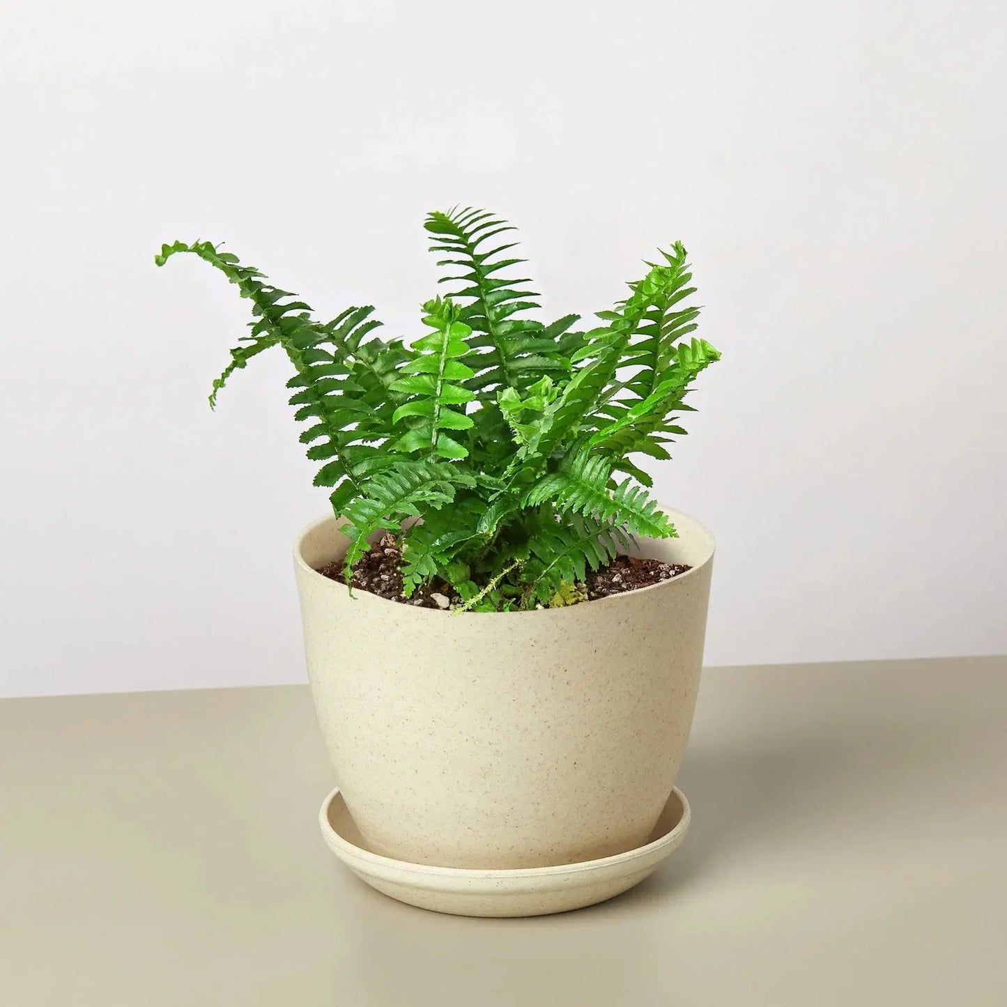 Fern 'Jester's Crown' House Plant Dropship Botani Haven