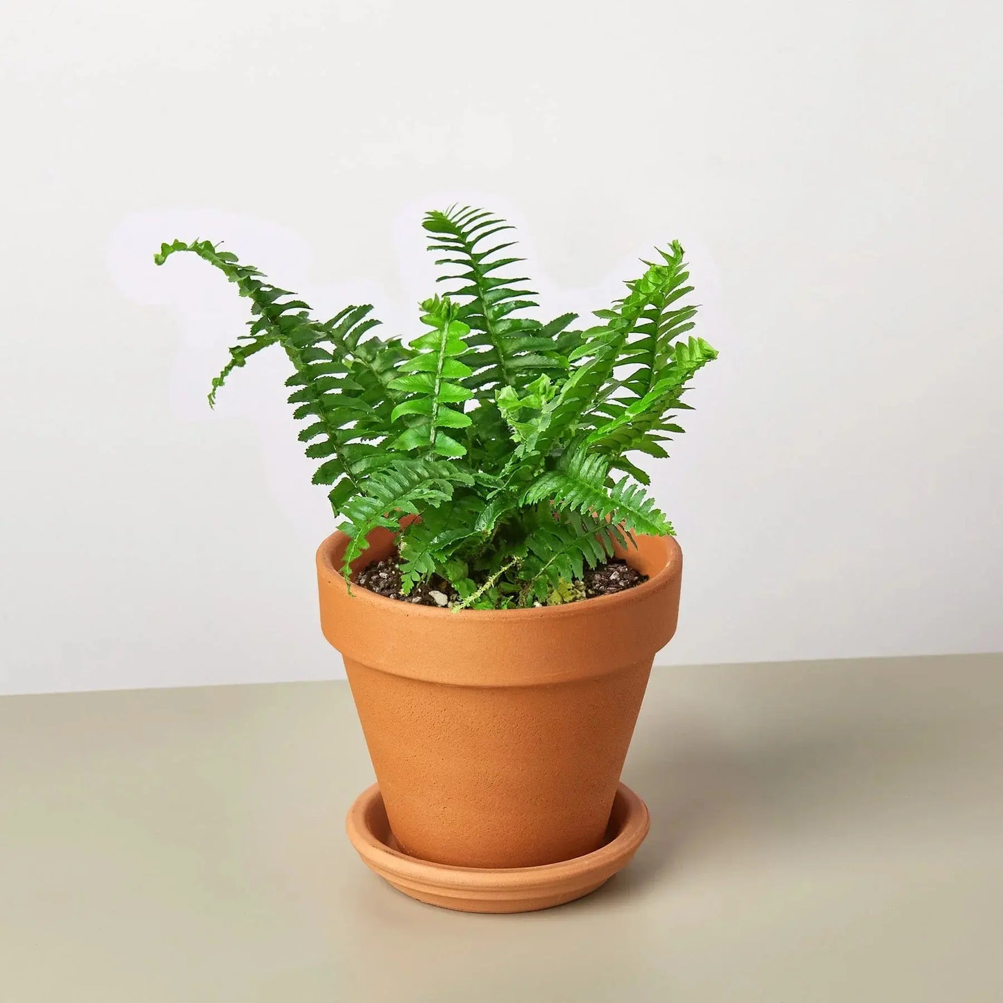 Fern 'Jester's Crown' House Plant Dropship Botani Haven