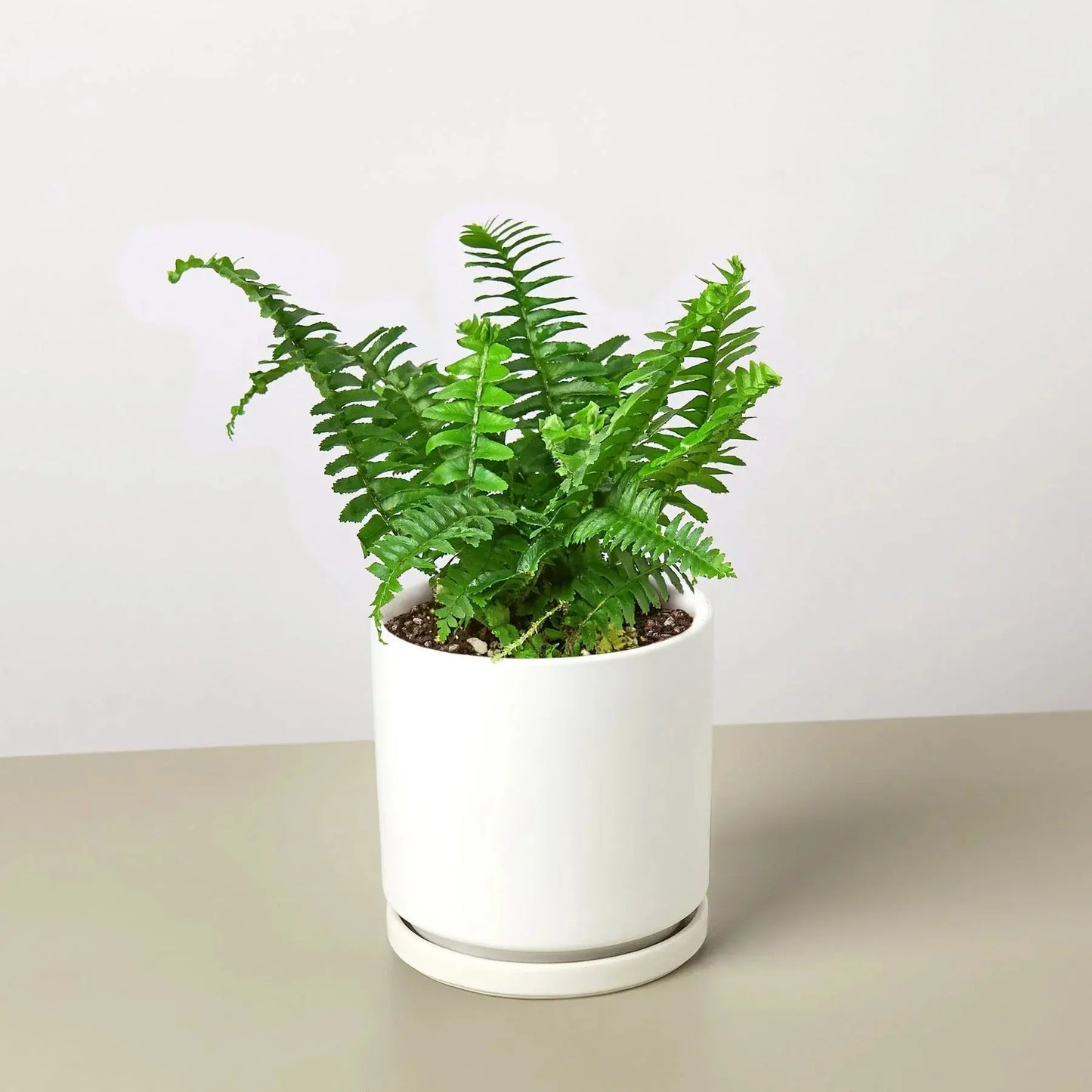 Fern 'Jester's Crown' House Plant Dropship Botani Haven