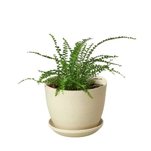 Fern 'Lemon Button' House Plant Dropship Botani Haven