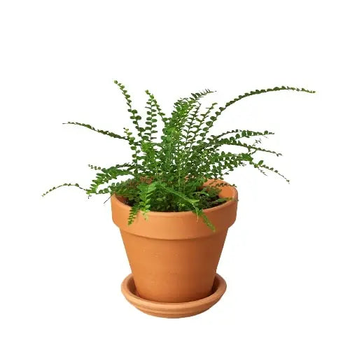 Fern 'Lemon Button' House Plant Dropship Botani Haven
