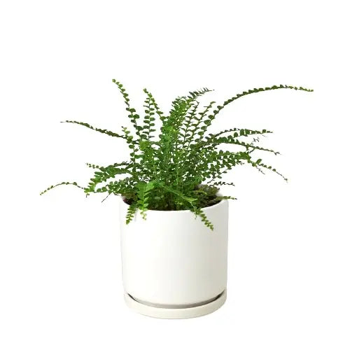 Fern 'Lemon Button' House Plant Dropship Botani Haven