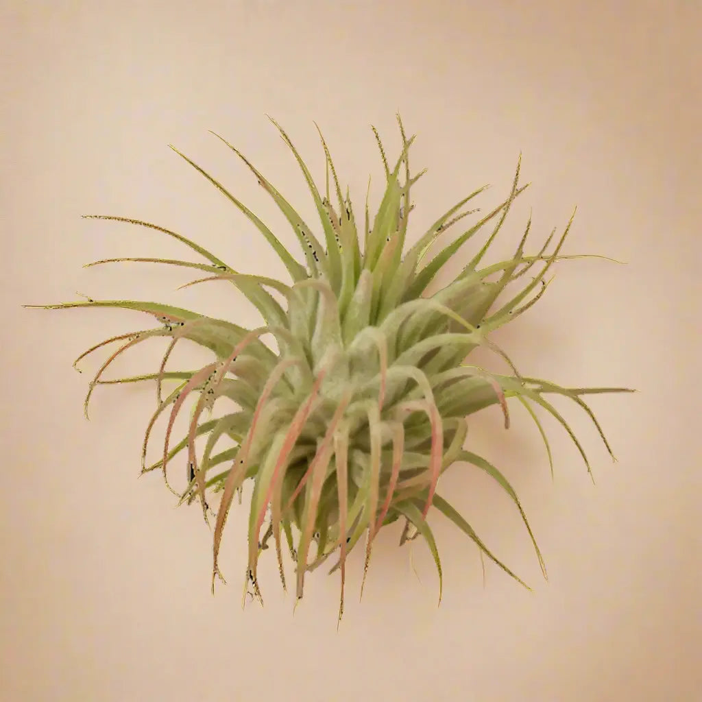 Tillandsia Air Plant Ionantha Guatemala House Plant Dropship Botani Haven
