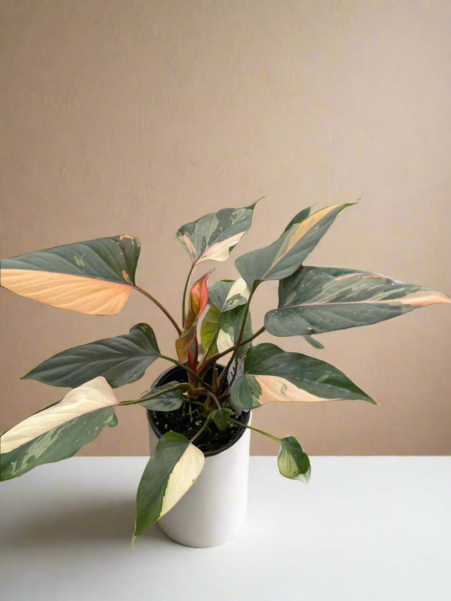 Homalomena Pink Diamond House Plant Dropship Botani Haven