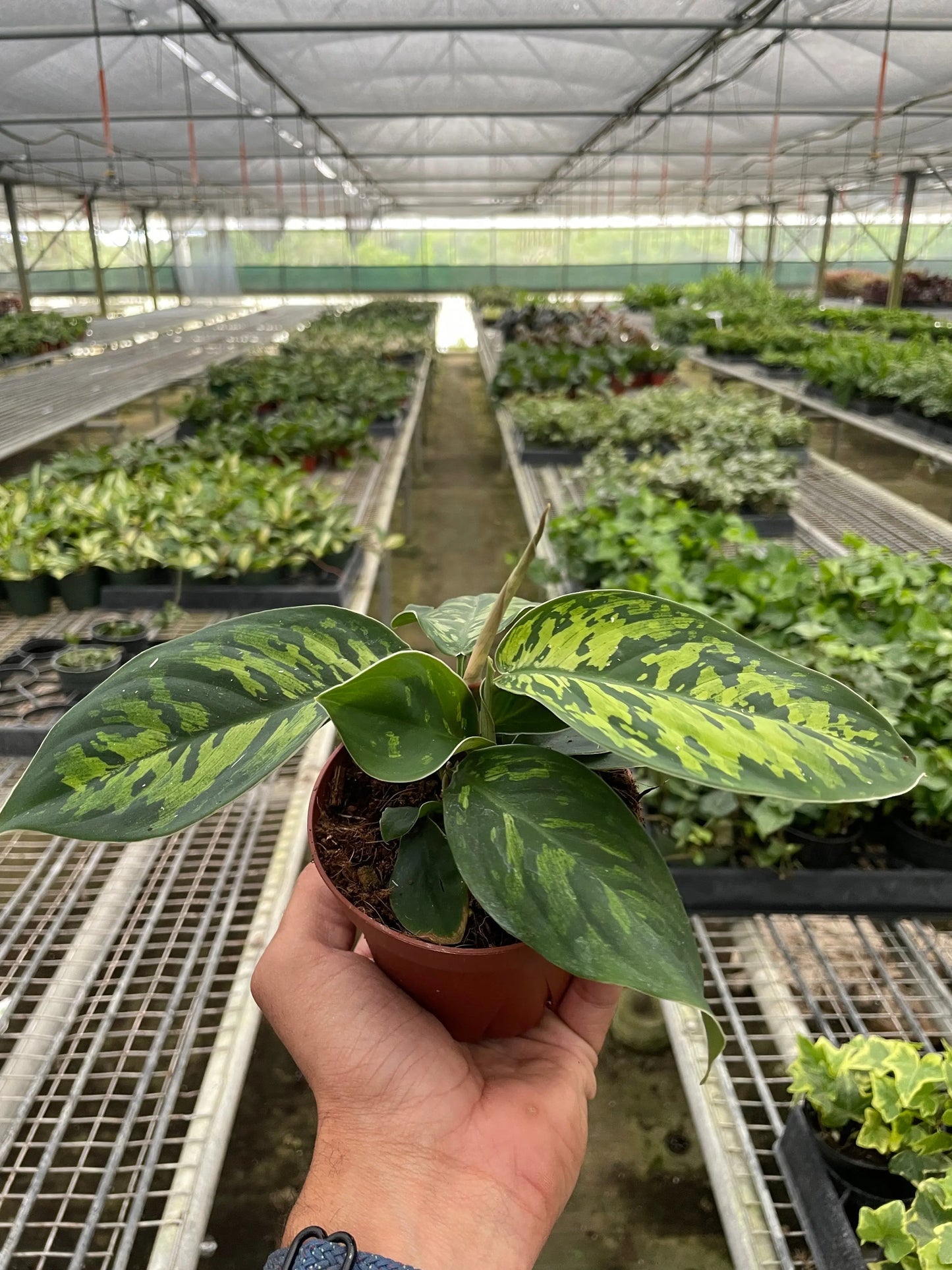 Homalomena 'Camouflage' House Plant Dropship Botani Haven